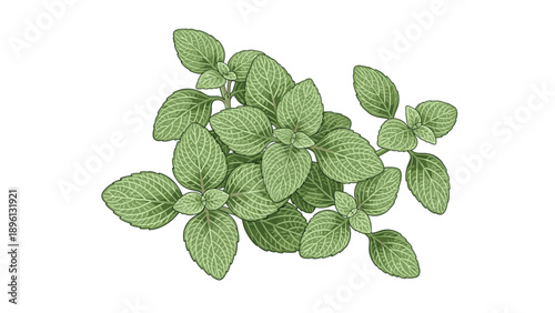 Detailed illustration of a lush green herb plant with vibrant leaves and delicate textures provides a natural and fresh botanical element.