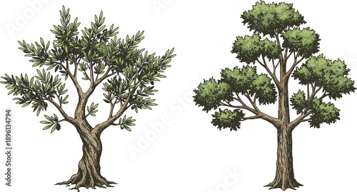 Olive and forest trees illustration, detailed hand drawn vector style, natural woodland plants, ecology concept, organic nature design artwork