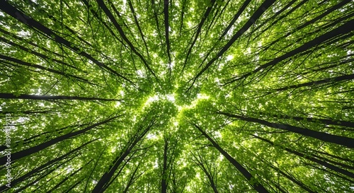 Looking up through a dense green forest canopy towards the sky.