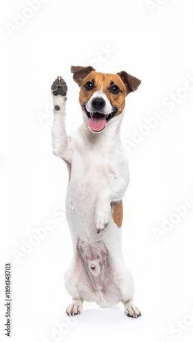 Energetic dog on hind legs, waving a paw