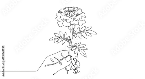 Hand holding marigold flower in simple line drawing style  