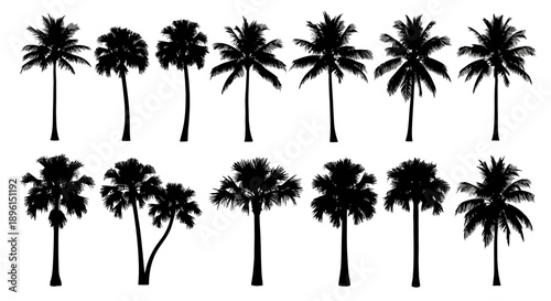 Set of 14 black palm tree silhouettes vector