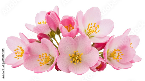 Bouquet of delicate pink jasmine flowers with buds