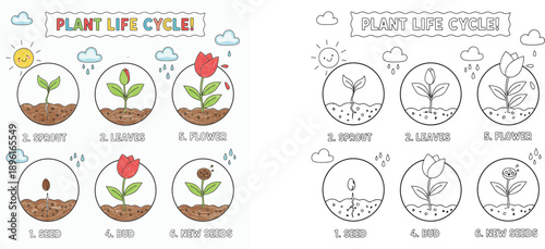 Plant life cycle vector illustration set with coloring page. Educational diagram showing stages of growth from seed to flower including sprout, leaves, and bud. Biology worksheet for kids.