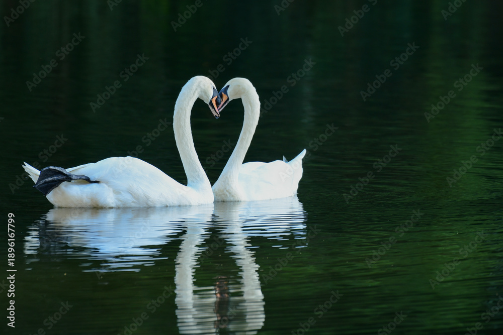 Fototapeta premium A lovely couple white swan on the lake