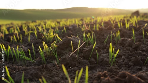 Sunrise illuminates a sprawling field where vibrant green sprouts emerge from rich soil, showcasing nature's daily revival and beauty