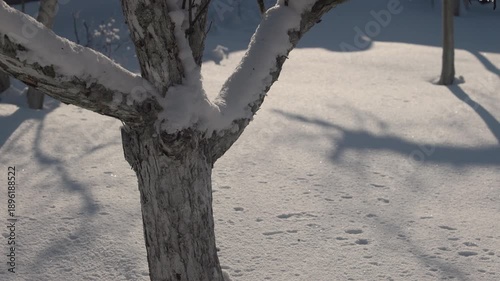 Tranquil winter scene in a snowy garden orchard: fruit trees heavy with snow, branches glistening under soft sunlight. Bare apple, pear, and cherry trees stand majestic against a pristine white blanke