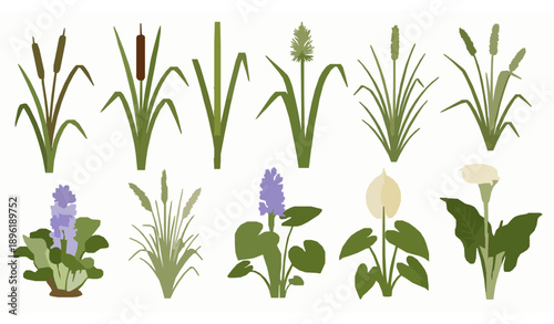 Tropical marsh and coastal plants color vector botanical set