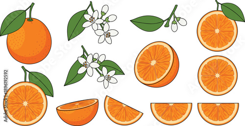 Orange Fruit Illustration Set with Whole Slices Blossom and Leaves Isolated on White Background
