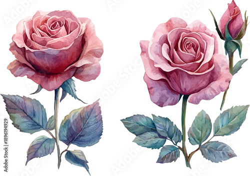 set of pink roses isolated on white