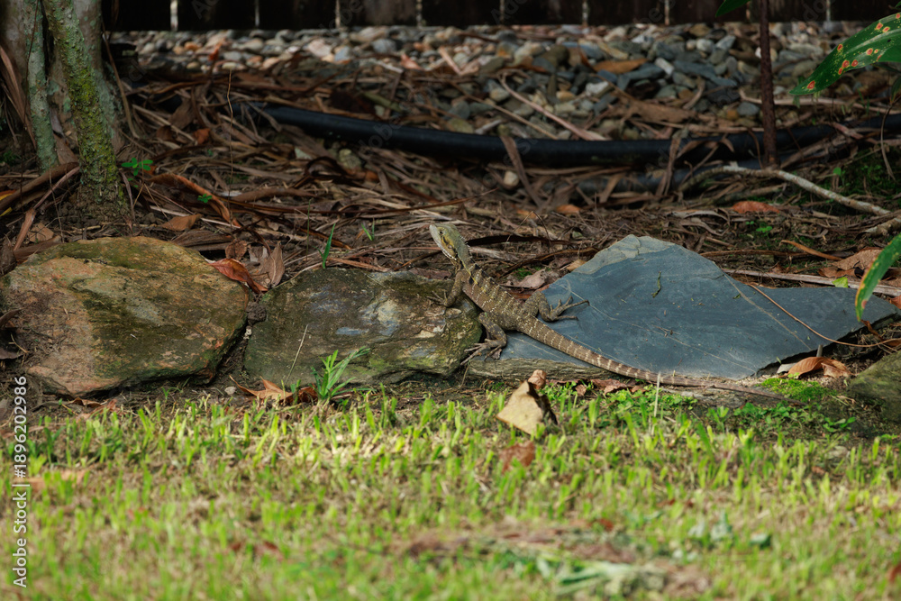 Obraz premium A Water Dragon is laying on a rock in a grassy area