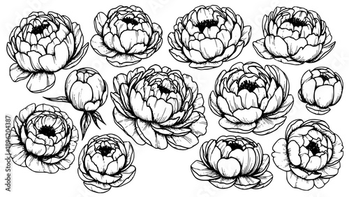 Beautiful collection of hand-drawn peony flower blossoms and buds illustrated in detailed black and white botanical line art style.