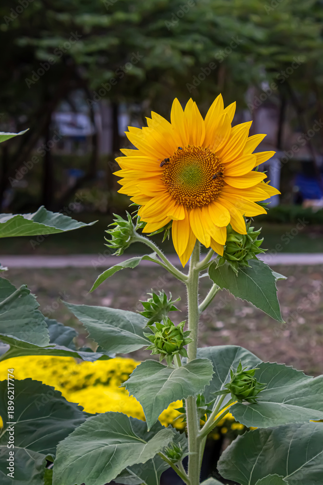 Obraz premium Tiếng Anh: Beautiful sunflower blooming in the garden with bees collecting pollen on a sunny day.Tiếng Việt: Hoa hướng dương rực rỡ nở rộ trong vườn với những chú ong đang lấy mật vào một ngày nắng 