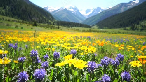 Vibrant mountain meadow blossoms under sunny sky in scenic landscape