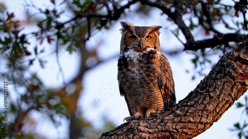 Great horned owl perched on tree branch in natural environment