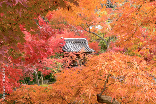 Kyoto, Japan – Autumn maple leaves frame a traditional Japanese temple roof during peak fall foliage season, showcasing seasonal colors and cultural architecture in Kyoto.