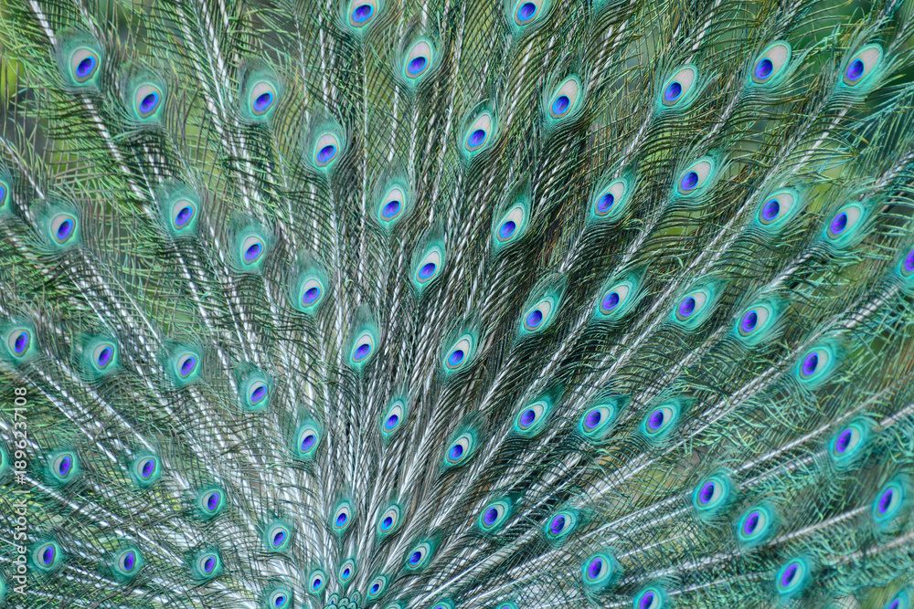 Obraz premium Texture of Green peafowl (Pavo muticus)