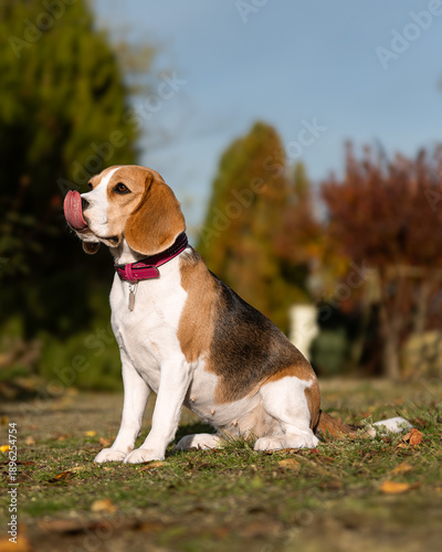 A beautiful beagle sits amidst beautiful nature. A beagle against a backdrop of leafy foliage. An incredibly beautiful purebred dog. A beagle on a sunny autumn day.