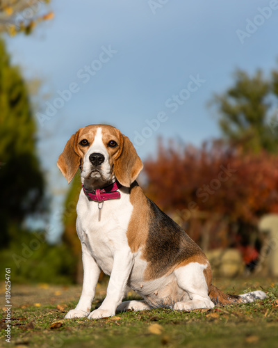 A beautiful beagle sits amidst beautiful nature. A beagle against a backdrop of leafy foliage. An incredibly beautiful purebred dog. A beagle on a sunny autumn day.