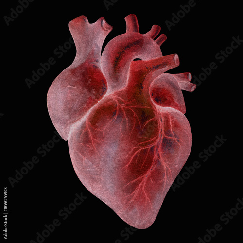 Human Heart Anatomy Watercolor Illustration on black Background, Medical Organ Drawing for Valentine's Day or Healthcare, Cardiology and Cardiovascular System, Cardia and Cor Art, Heartbeat and Pulse