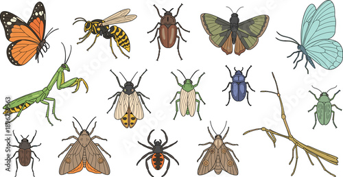 Detailed Insect Collection with Butterfly Wasp Beetle Mantis Moths Stick Insect and Spiders Isolated Wildlife Nature Vector Illustration