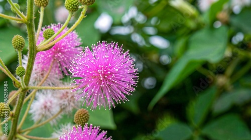 Beautiful pink Mimosa Pudica flower macro shot, sensitive plant bloom with green leaves background, Shameplant blossom in nature, decorative touch-me-not flowering plant, vibrant floral photography.