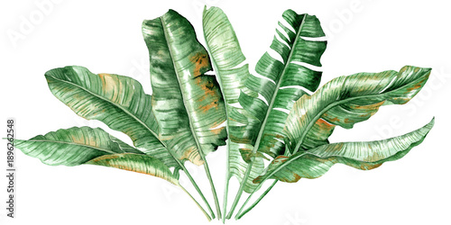 Banana Palm leaves in watercolor painting