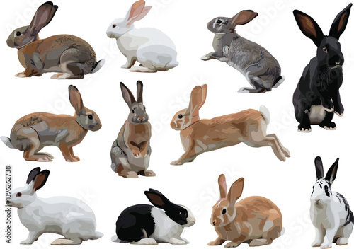 Realistic rabbit collection, different bunny breeds and poses, isolated animals, pet and wild rabbits, white background, studio photography set