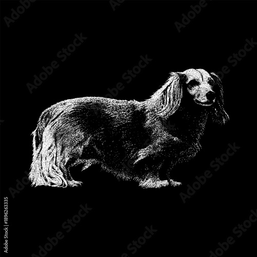 Hand-drawn vintage style vector illustration of a Golden Dox dog, a charming mix between Golden Retriever and Dachshund. Detailed black and white engraving line art, isolated on black background.