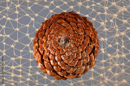 This is a close-up of an example of counter-rotating Fibonacci spirals found in nature. The pine cone is isolated against a structured background.