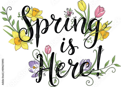 Beautifully script typography announces spring is here surrounded by colorful blooming daffodils tulips and crocuses