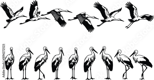 Stork bird silhouette set showing flying and standing poses, wildlife illustration collection, elegant black and white nature animal design elements