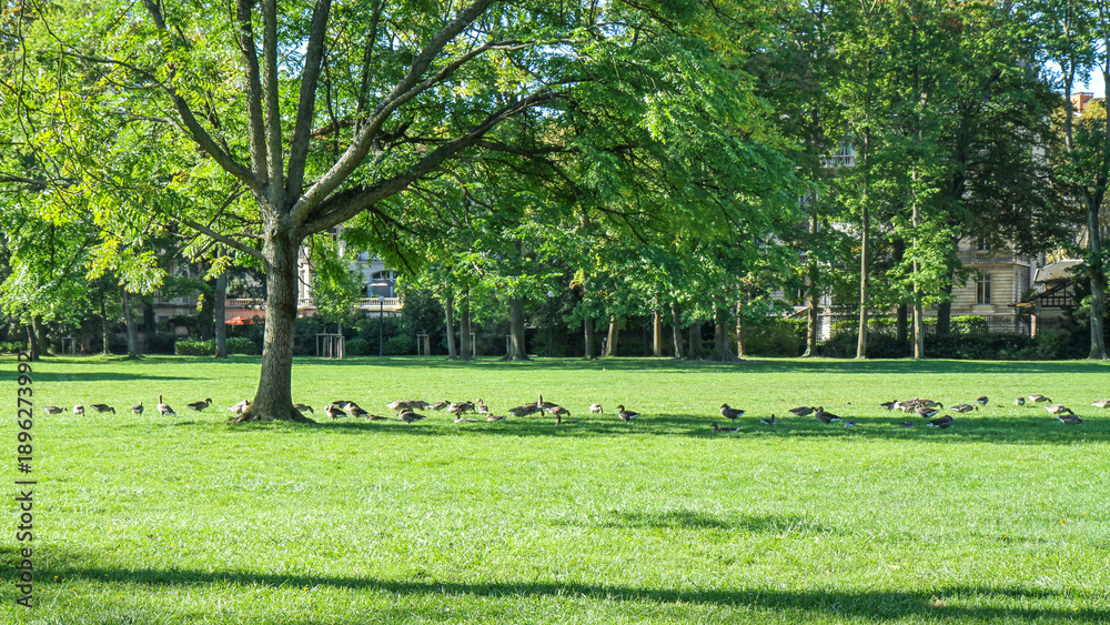 Fototapeta premium Sunny urban park with large leafy tree, wide green grass field and a flock of birds foraging on the lawn. Summer nature landscape with copy space.