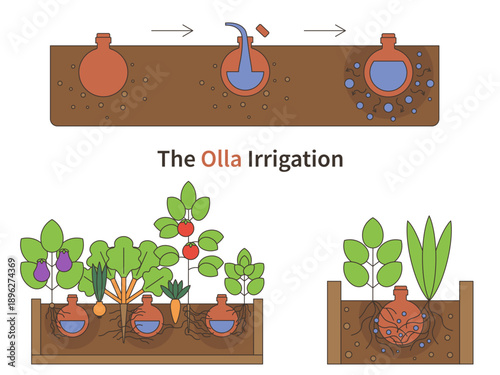 Olla irrigation technique. The diagram shows a buried clay pot slowly releasing water into the soil, allowing plant roots to absorb moisture efficiently. This sustainable watering method.