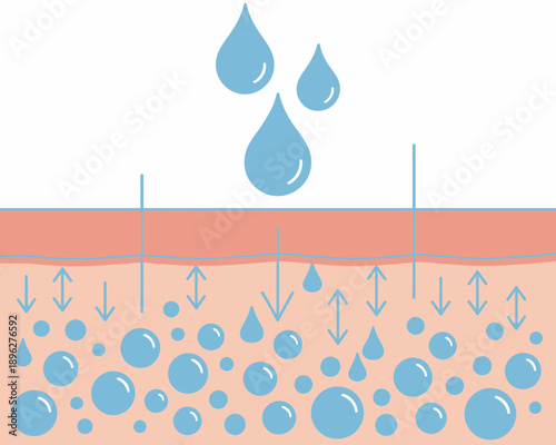 Skin hydration process with water absorption and moisture retention in the dermis layers