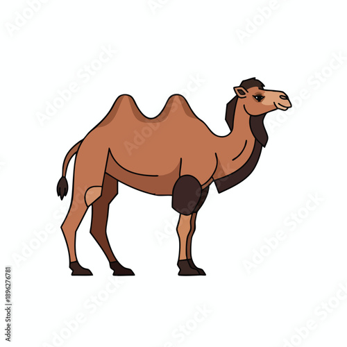 Cartoon Camel Illustration