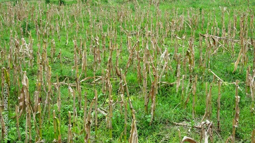 Panning shot of a harvested corn field featuring dry Zea mays stalks standing in rows among green grass. Post-harvest agricultural landscape in Southeast Asia displaying crop residue and farm texture.