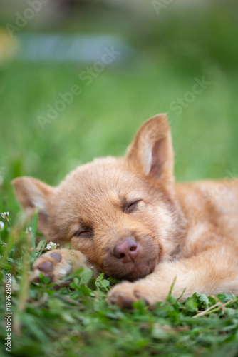 adorable tan mixed-breed puppy sleeping soundly on a green lawn. Concept of innocence, sweet dreams, relaxation, and happy pet childhood.