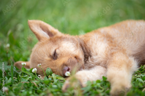adorable mixed-breed puppy sleeping soundly on a green lawn. The dog's face is relaxed, eyes closed, and paws stretched out among small white clover flowers. The background is a soft green blur. 