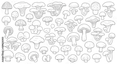Comprehensive set of many different mushroom species illustrated as simple black and white line drawings for identification or coloring.
