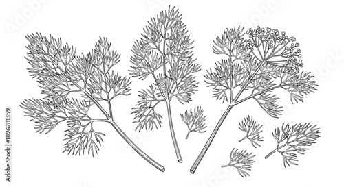 Detailed botanical sketches of dill sprigs show the feathery leaves and flower heads in a fine black and white engraving style.