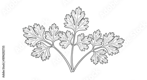 hand drawn bunch of fresh parsley with detailed leaves is shown as a common culinary herb for seasoning dishes.