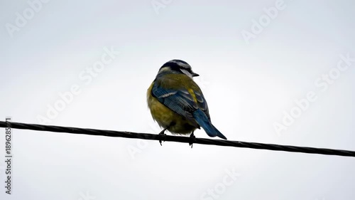 Blue Tit Bird Perched on Power Line.
