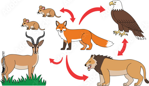 Forest Food Chain Outline Diagram Predator and Prey Relationships