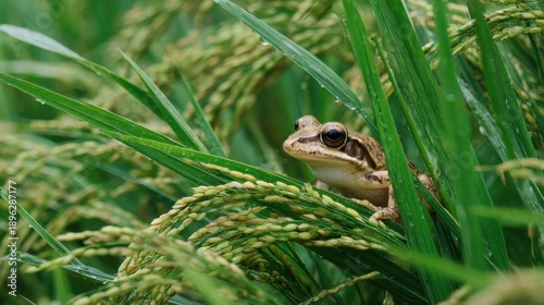 Frog in Green Grassy Landscape Surrounded by Lush Rice Plants
