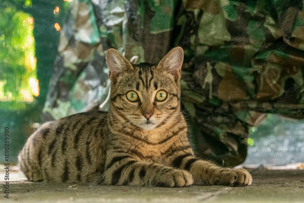 custom made wallpaper toronto digitalA tabby cat with striking green eyes lies calmly on the ground, looking directly at the viewer against a blurred background of green foliage and a camouflage-patterned tarp