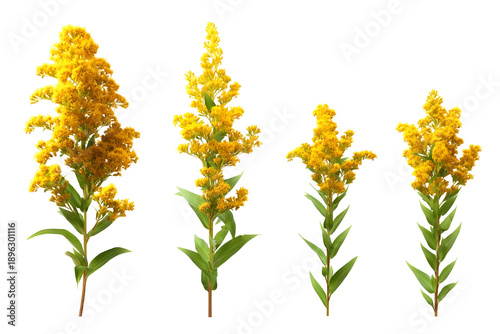 Set of goldenrod flowers isolated on white background
