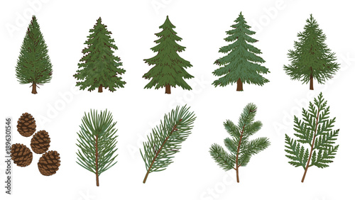 Illustration of various pine trees and branches with cones on a white background, featuring different shapes and sizes of evergreen trees.