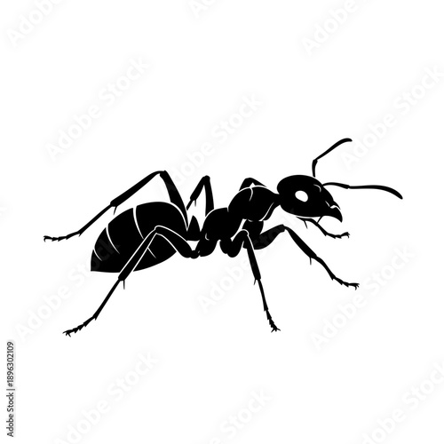 Silhouette of a crawling ant, small insect and pest control symbol, black vector shape on white background