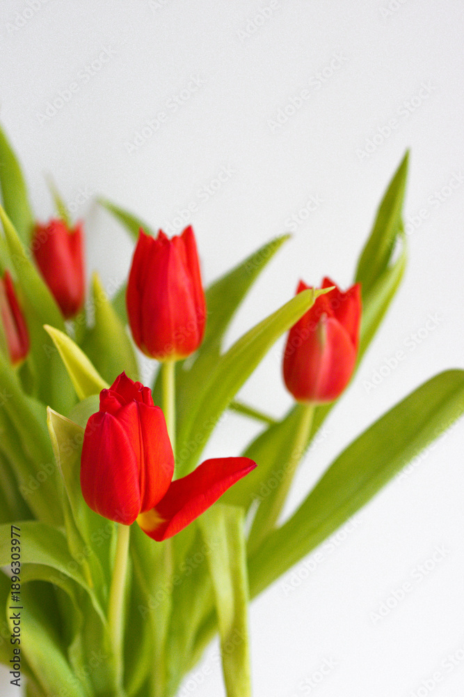 Fototapeta premium Close-up of a red tulip with green leaves on a white background, photographed with shallow depth of field. Minimalist floral image expressing spring freshness, elegance, and natural beauty.